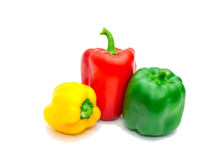 Capsicum