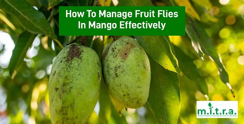 How to Manage Fruit Flies in Mango Effectively