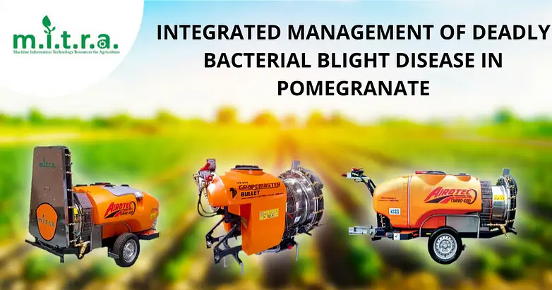 INTEGRATED-MANAGEMENT-OF-DEADLY-BACTERIAL-BLIGHT-DISEASE-IN-POMEGRANATE