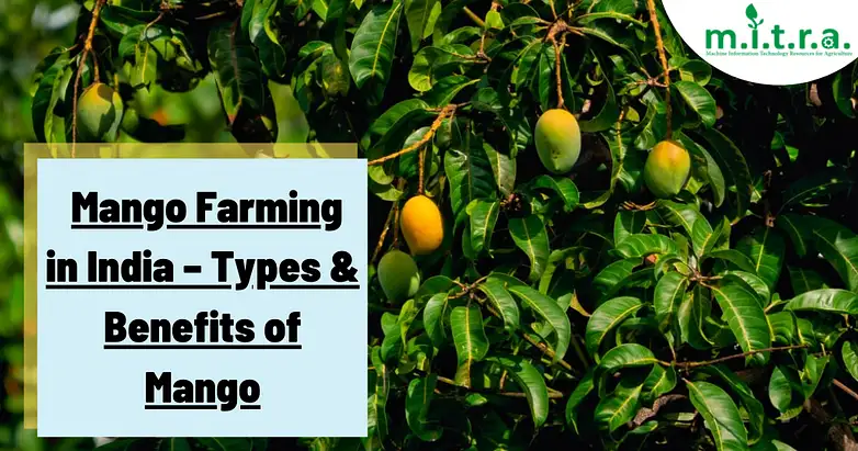 Mango-Farming