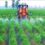 Effective Crop Spraying