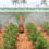 Orchard Sprayers and Vineyard Sprayers